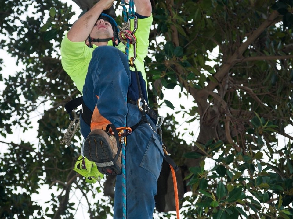 Qualified arborist working in a mature tree during a risk assessment in Surrey