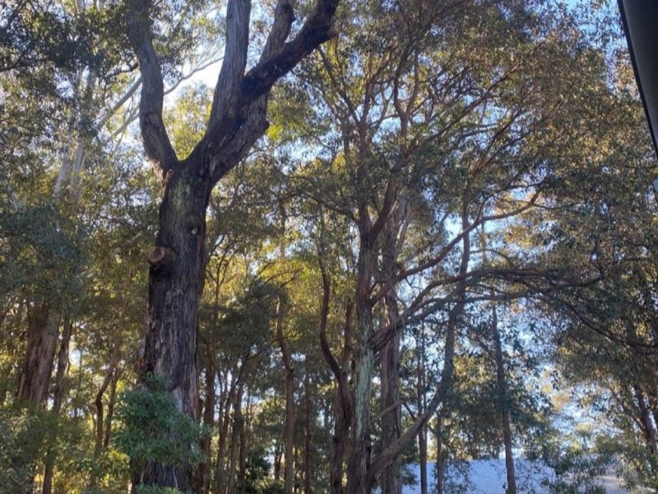 Mature trees in Surrey parkland with a property visible in the background